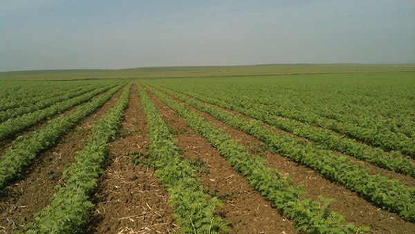Who we are - Campo de Tejada, Chickpea producers in Spain Who we are - Campo de Tejada, Chickpea producers in Spain